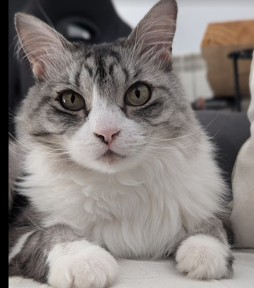 Batatinha - VP of Innovation at Hexacats