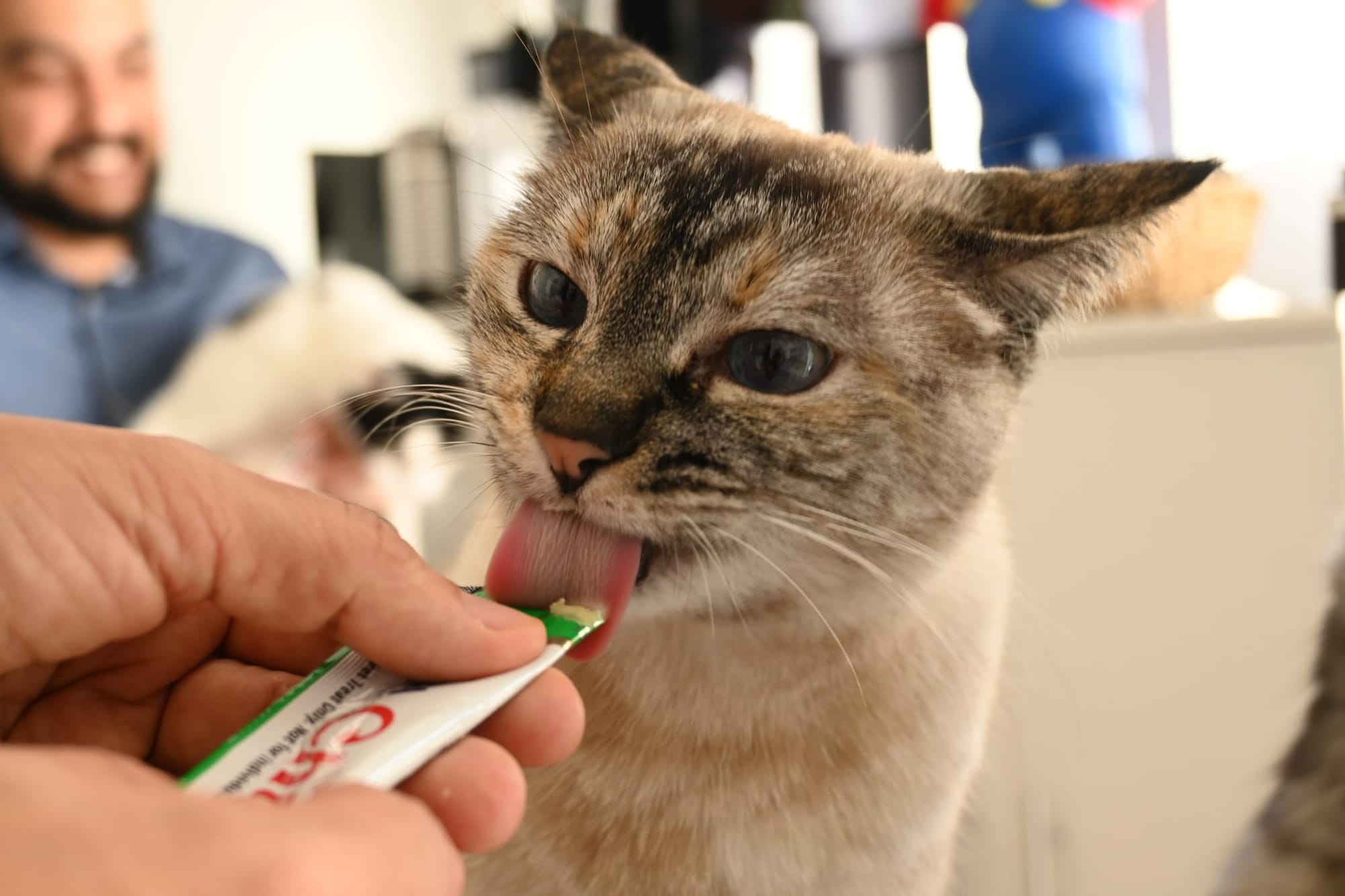 Pipoca - IT intern at Hexacats