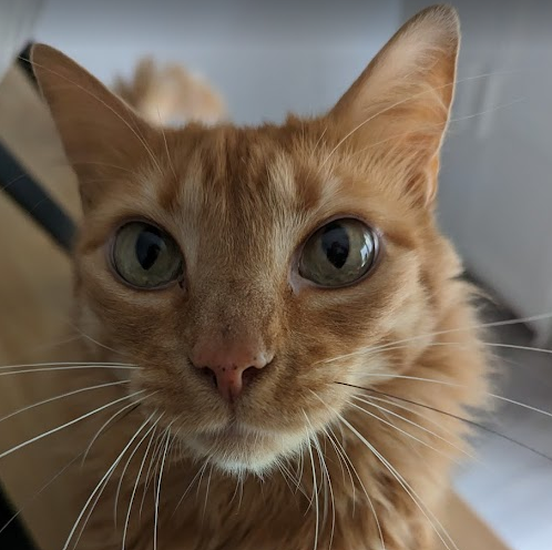 Manolo - Head of Platform Engineering at Hexacats