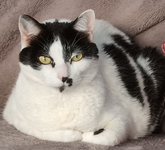 Ned - Chairman at Hexacats